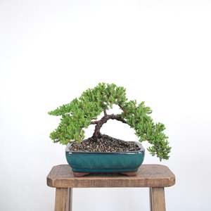 Japanese Juniper