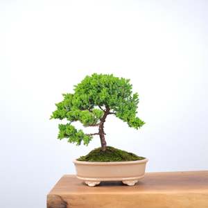 Japanese Juniper