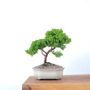 Japanese Juniper