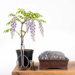 Gift Cards: Wisteria