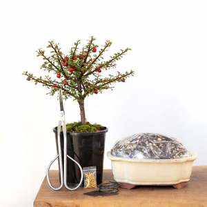 Gift Cards: Cotoneaster