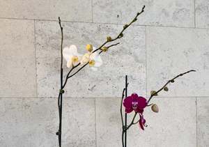 Moth Orchid Plant