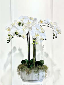 Products: Silk Moth Orchid in Grey Bowl