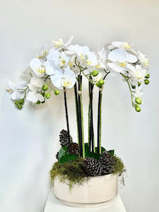 Products: Silk Moth Orchid in Blush Bowl