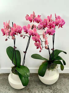 Plants: Double Stem Moth Orchid in Ceramic Pot