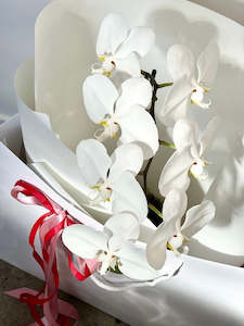 Plants: White Moth Orchid in Ceramic
