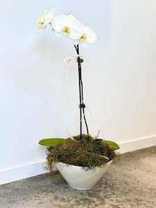 Plants: Orchid Plant in Nova Bowl
