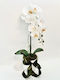 Silk Moth Orchid