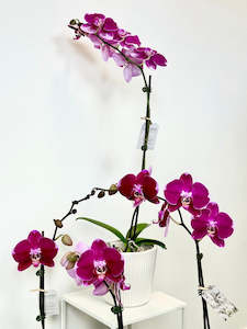 PINK Moth Orchid Plant