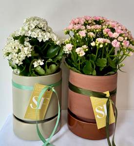 Plants: Kalanchoe Plant