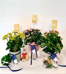 Plants: Kalanchoe Plant in Ribbed Pot