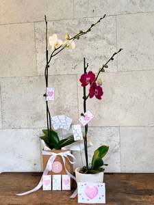 Moth Orchid Plant