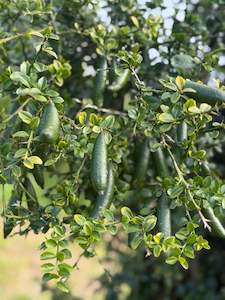 Citrus: Finger lime 250gm