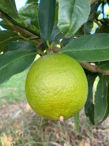 Citrus: Limes - Bearrs Tahitian (500gm)