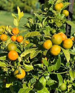 Lime - Rangpur (500gm)