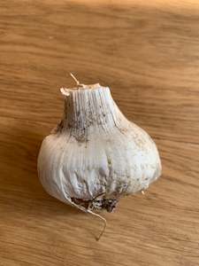Other: Garlic - Elephant - fresh harvest now available! (200gm+ bulbs)