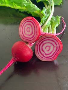 Beetroot Chioggia