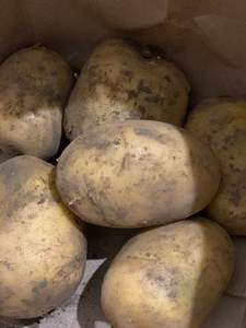 Other: Potato - Jersey Benne 650gm - freshly harvested!