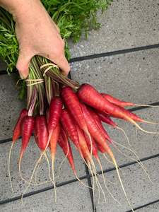 Carrots - "Purple Dragon" bunch