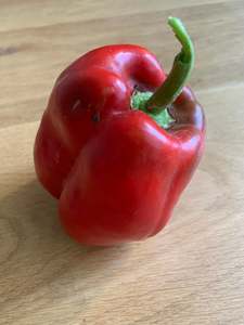 Capsicum - red