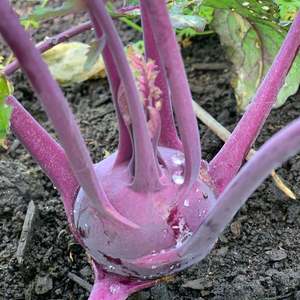 Kohlrabi (each)