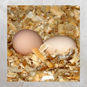 Add Ons: Eggs Organic | Half Dozen | Wisewater