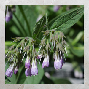 Add Ons: Seedlings | Russian Comfrey