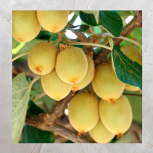 Kiwifruit Gold Large 450g (Ceres)