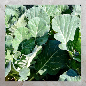 Collard Greens (Bunch)