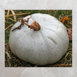 Add Ons: Pumpkin Crown | Whole | Ceres