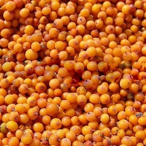 Frozen: Berries Frozen Sea-Buckthorn AmbeRye 300g - PICK UP ONLY FROM AUCKLAND SKAZKA STORE. CAN NOT BE DISPATCHED WITH COURIER