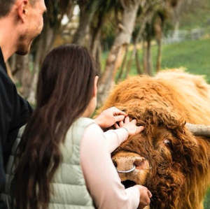 Steam Boat + Farm tour + Morning/Afternoon tea