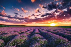 Products: Lavender flower blooming fields Smart Art Design