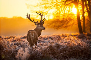 Products: Red Deer in Morning Sun Smart Art Design
