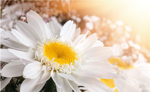 Products: Bouquet of beautiful chamomile flowers Smart Art Design
