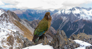 Products: Kea parrot on top of Avalanche Peak Smart Art Design