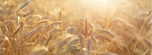 Products: Close up of rye ears Smart Art Design