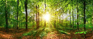 Products: Beautiful forest Smart Art Design