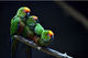 Golden-capped Parakeet 2 Smart Art Design