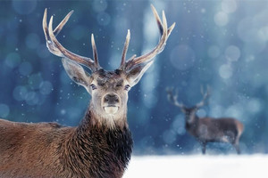 Products: Proud Noble Deer in winter snow forest Smart Art Design