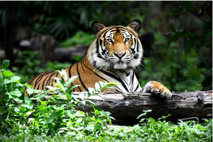 Products: Bengal Tiger in forest show head and leg Smart Art Design