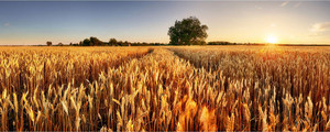 Products: Wheat field Smart Art Design