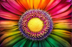 Products: Gerbera flower close up Smart Art Design