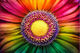 Gerbera flower close up Smart Art Design