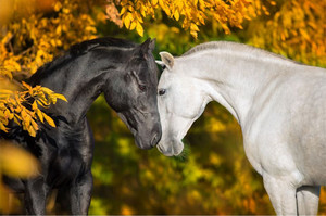 Products: White and black horses portrait Smart Art Design