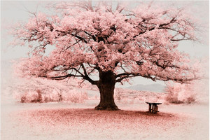 Products: Infrared big tree Smart Art Design