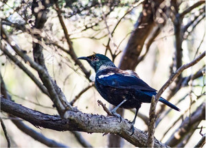 Products: Tui bird on a branch Smart Art Design