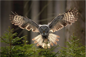 Products: Owl Smart Art Design
