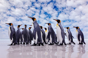 Products: Penguin colony Smart Art Design