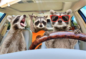 Three funny raccoon Smart Art Design